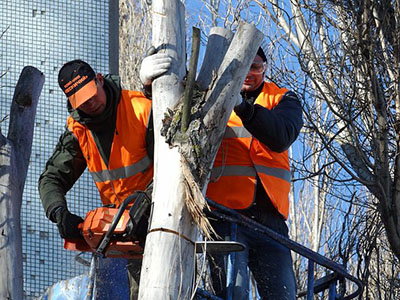 Tree works