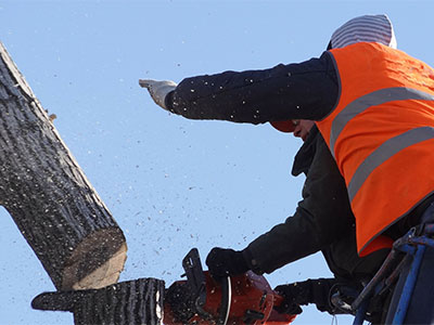 Tree felling